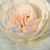 Biały  - Róże rabatowe floribunda - Szent Margit